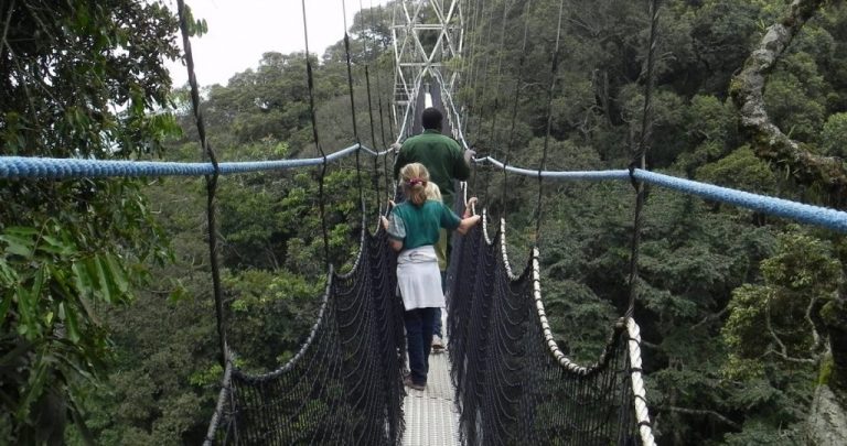 Canopy Walk In Nyungwe Forest Park What To See Do