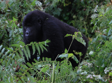 about gorillas and history