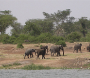 Queen Elizabeth national park