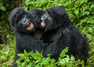 7 Days Gorilla Safari Adventure Rwanda Uganda Safaris