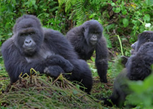 6 Days gorilla safari in Uganda