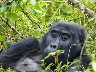 Gorilla Trekking in Rwanda