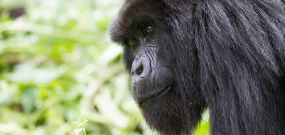 gorilla trekking in rwanda