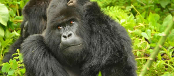 gorilla trekking in rwanda