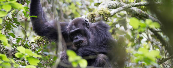 chimpanzee tracking rwanda
