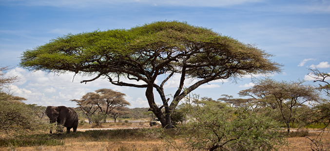 Serengeti National Park