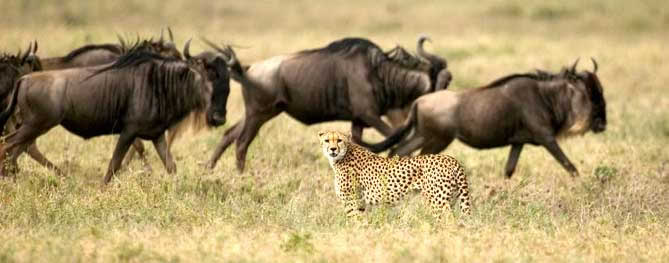 Ngorongoro Conservation Area