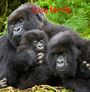gorilla groups 