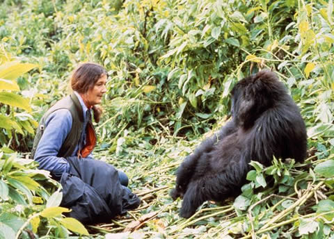 dian fossey gorilla fund apes together strong shirt