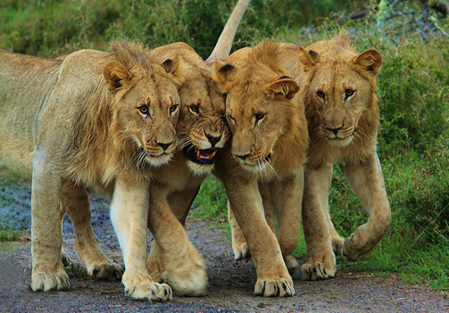 born lion cubs in Akagera national park rwanda