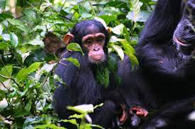 Guide to chimpanzee habituation experience