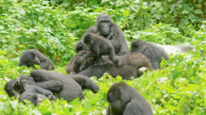  gorilla tours