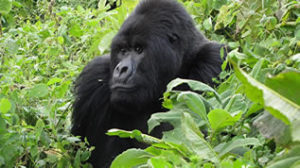 gorilla tours Uganda
