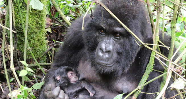 gorilla trekking