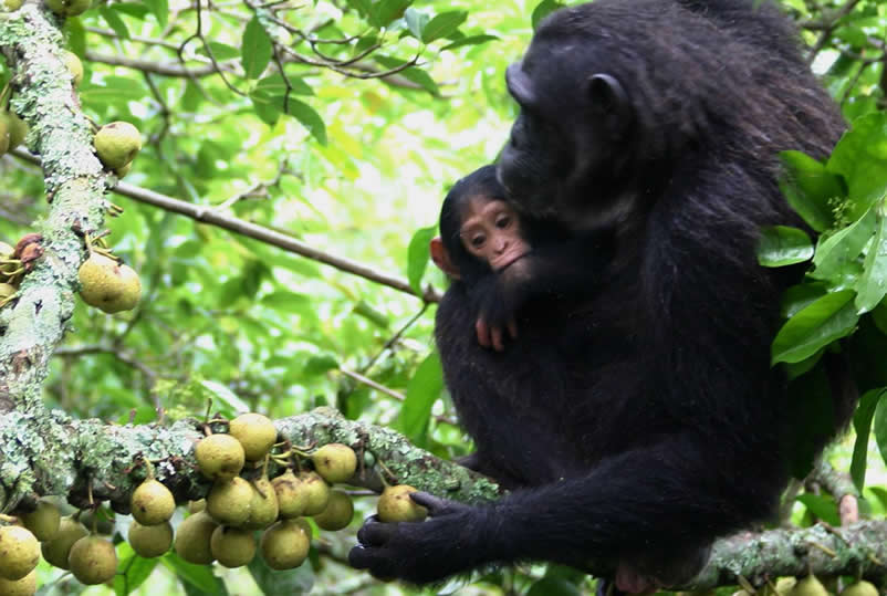 7 Days Uganda gorilla safari