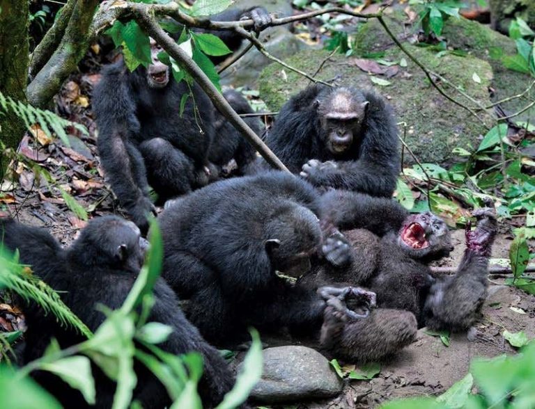 chimps fight | Rwanda Gorilla Tour