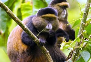 where to trek golden monkeys in Uganda