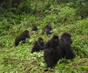 Rwanda gorilla family migrates to Uganda