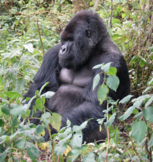 Mgahinga gorilla trips