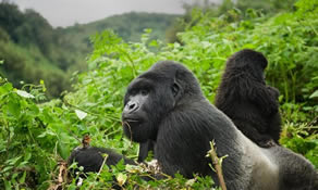 Gorilla Safaris in Uganda