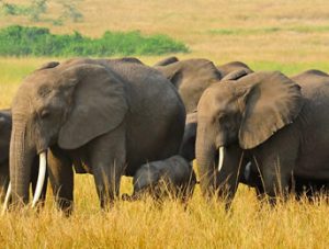 Kidepo Valley National Park