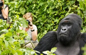 gorilla tours