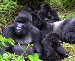 3 Days Rwanda gorilla tour
