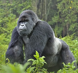 Rwanda Primates Safari