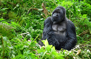 Rwanda short gorilla tours