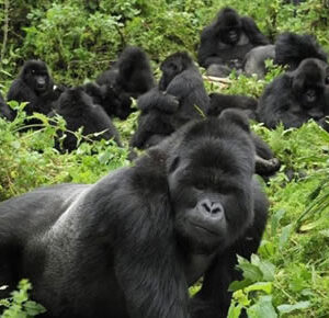 14 days uganda-rwanda safari