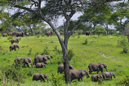 Tanzania game safaris