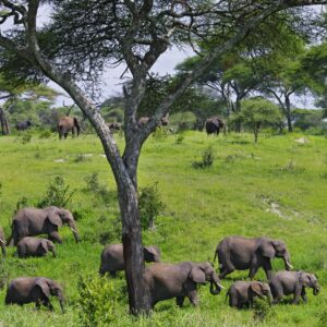 8 Days Tanzania migration safari