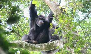 Nyungwe primates tour