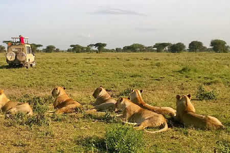 Tanzania game safaris