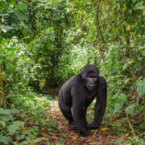 2 Days gorilla trekking in Rwanda