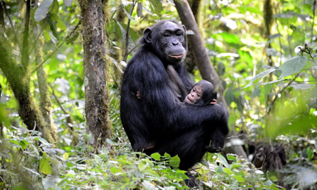 Chimpanzee tracking Rwanda