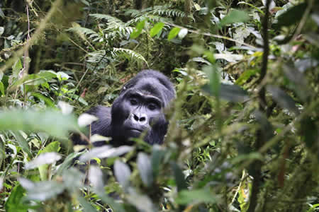 combined Congo & Rwanda gorilla safari