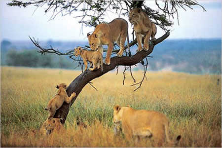 Tanzania Game Safaris