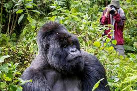 7 Days Uganda Gorilla Safari 