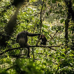 Wildlife safaris in  Rwanda