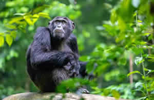 5 Days Uganda primates safari