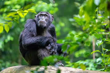 5 days Uganda gorilla safari