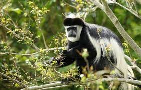 3 Days Nyungwe primates tour