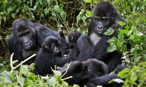 Congo gorilla tours