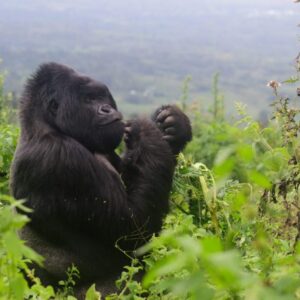 Congo gorilla tours
