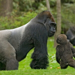 5 Days Congo double gorilla trekking