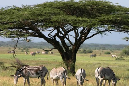 Combined Ethiopia, Uganda & Randa safari