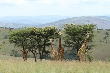 10 days rwanda safari