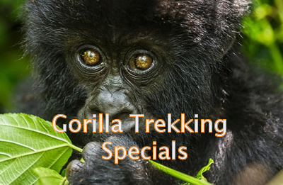 Popular gorilla treks