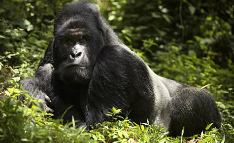 3 Days Rwanda gorilla tour